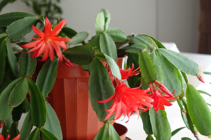 lipstick plant